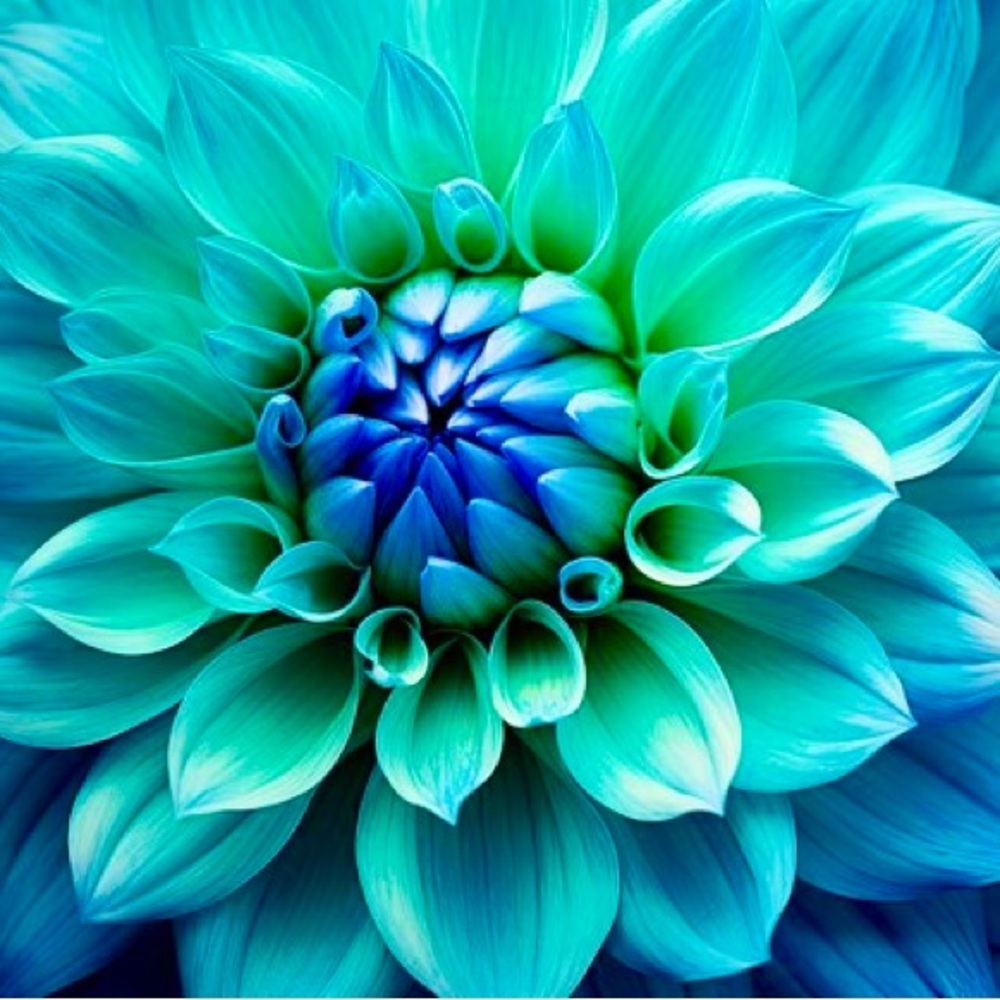 🌷🌿🪻🌿🌷🌿🪻🌿🌷🌿🪻🌿🌷🌿🪻🌿🌷🌿